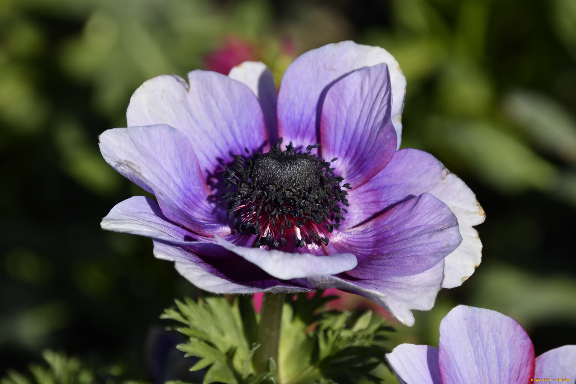 �����, �������,  ���-�����, �����, ������